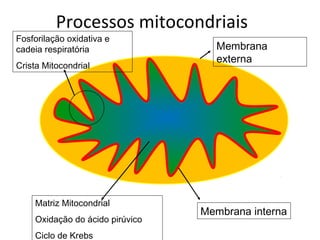 Membrana interna
Membrana
externa
Matriz Mitocondrial
Oxidação do ácido pirúvico
Ciclo de Krebs
Fosforilação oxidativa e
cadeia respiratória
Crista Mitocondrial
Processos mitocondriais
 