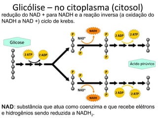 Glicólise – no citoplasma (citosol)
NADNAD: substância que atua como coenzima e que recebe elétrons
e hidrogênios sendo reduzida a NADH2.
redução do NAD + para NADH e a reação inversa (a oxidação do
NADH a NAD +) ciclo de krebs.
 