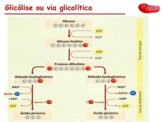 copyright cmassengale 8
 