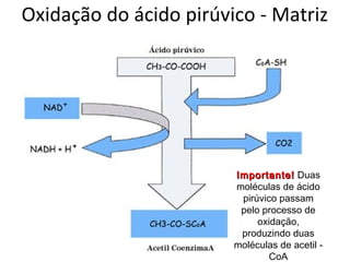 Oxidação do ácido pirúvico - Matriz
Importante!Importante! Duas
moléculas de ácido
pirúvico passam
pelo processo de
oxidação,
produzindo duas
moléculas de acetil -
CoA
 