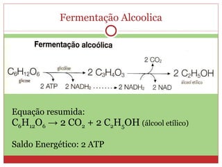 Equação resumida: C 6 H 12 O 6   -> 2 CO 2  + 2 C 2 H 5 OH   (álcool etílico) Saldo Energético: 2 ATP Fermentação Alcoolica 