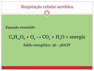 Respiração celular aeróbica Equação resumida: C 6 H 12 O 6  + O 2   ->  CO 2  + H 2 O + energia Saldo energético: 36 - 38ATP 