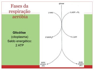 Fases da  respiração  aeróbia Glicólise   (citoplasma) Saldo energético: 2 ATP 