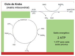 Ciclo de Krebs (matriz mitocondrial) ATP Saldo energético:  2 ATP 1 ATP para cada ácido pirúvico 