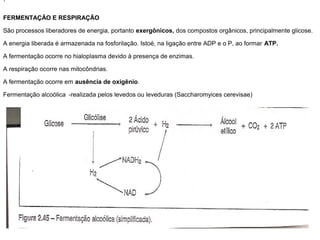 .

FERMENTAÇÃO E RESPIRAÇÃO

São processos liberadores de energia, portanto exergônicos, dos compostos orgânicos, principalmente glicose.

A energia liberada é armazenada na fosforilação. Istoé, na ligação entre ADP e o P, ao formar ATP.

A fermentação ocorre no hialoplasma devido à presença de enzimas.

A respiração ocorre nas mitocôndrias.

A fermentação ocorre em ausência de oxigênio.

Fermentação alcoólica -realizada pelos levedos ou leveduras (Saccharomyices cerevisae)
 