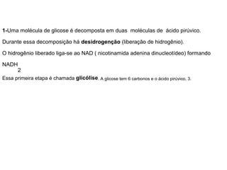 1-Uma molécula de glicose é decomposta em duas moléculas de ácido pirúvico.

Durante essa decomposição há desidrogenção (liberação de hidrogênio).

O hidrogênio liberado liga-se ao NAD ( nicotinamida adenina dinucleotídeo) formando

NADH
       2
Essa primeira etapa é chamada glicólise. A glicose tem 6 carbonos e o ácido pirúvico, 3.
 