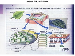 ETAPAS DA FOTOSSÍNTESE
 