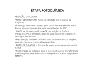 ETAPA FOTOQUÍMICA
•REAÇÃO DE CLARO
•FOTOFOSFORILAÇÃO- Adição de fosfato em presença de
luz(foto)
•A energia luminosa captada pela clorofila é transferida sob a
forma de energia química para as moléculas de ATP
•O ATP se forma a partir do ADP por adição de fosfato
inorgânico(Pi), e armazena grande quantidade de energia em
suas ligações fosfato.
•Essa energia pode ser utilizada para promover outras reações,
como as que ocorrem na etapa química.
•FOTÓLISE DA ÁGUA – Quebra da molécula de água sob a ação
da luz
•Há liberação de oxigênio para o meio ambiente e transferência
do hidrogênio para substâncias receptoras – NADP- originando
NADPH2
 