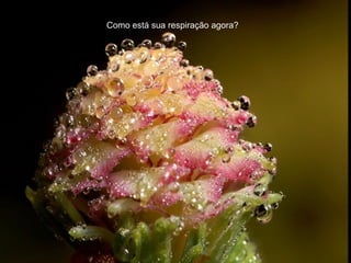 Como está sua respiração agora?
 