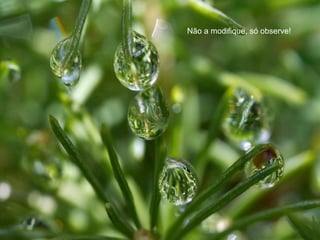 Não a modifique, só observe!
 