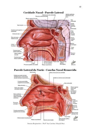 10




Sistema Respiratório – Profª Ana Carolina Athayde Braz
 
