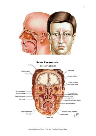 11




Sistema Respiratório – Profª Ana Carolina Athayde Braz
 