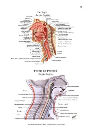12




Sistema Respiratório – Profª Ana Carolina Athayde Braz
 