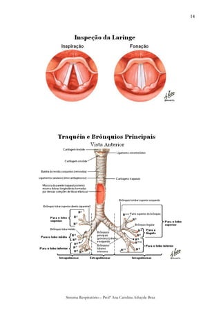 14




Sistema Respiratório – Profª Ana Carolina Athayde Braz
 