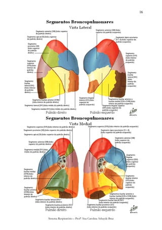 16




Sistema Respiratório – Profª Ana Carolina Athayde Braz
 