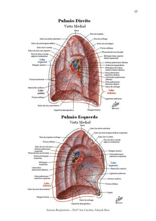 17




Sistema Respiratório – Profª Ana Carolina Athayde Braz
 