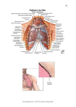 18




Sistema Respiratório – Profª Ana Carolina Athayde Braz
 