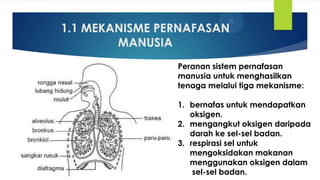 Respirasi | PPT