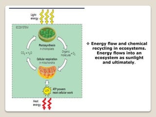 Energy ﬂow and chemical
recycling in ecosystems.
Energy ﬂows into an
ecosystem as sunlight
and ultimately.
 