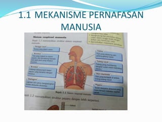Respirasi | PPT