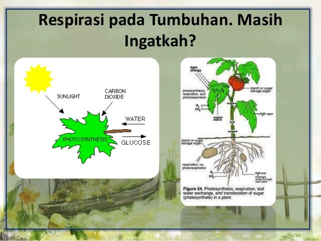 Respirasi Fistum1