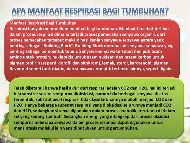 Respirasi fistum1