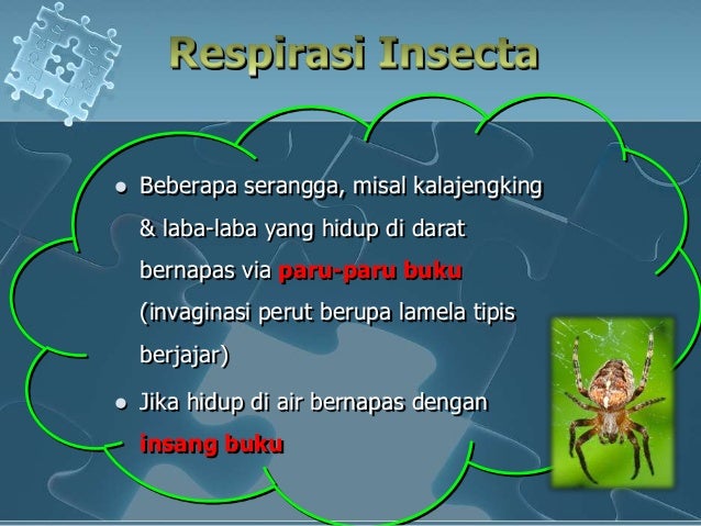 Respirasi hewan Respirasi hewan