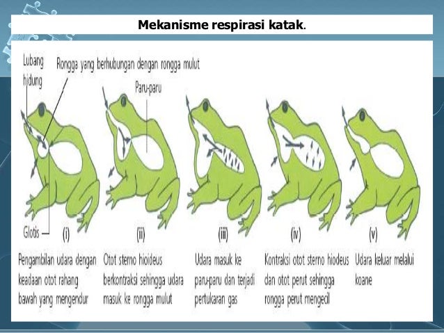 82+ Sistem Respirasi 2 Respirasi Pada Hewan Vertebrata 