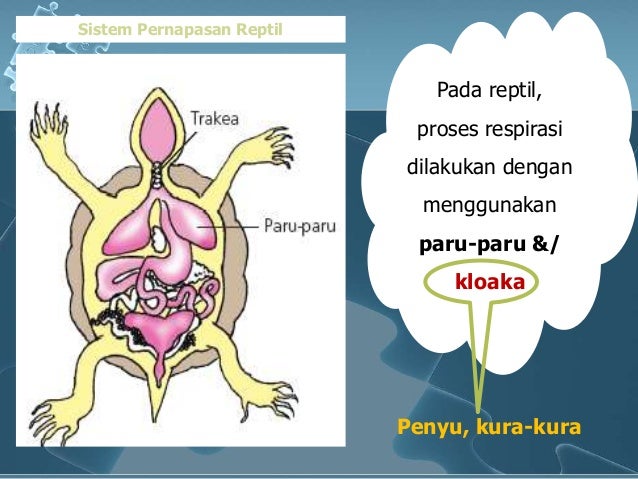 Respirasi Hewan 30446425