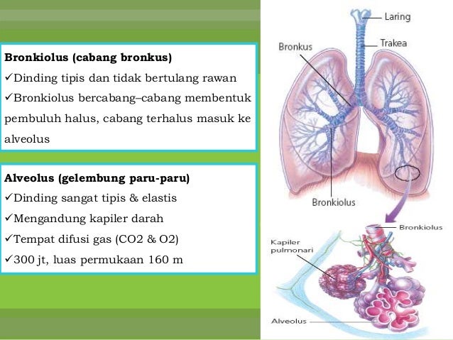 Respirasi Manusia Respirasi Manusia