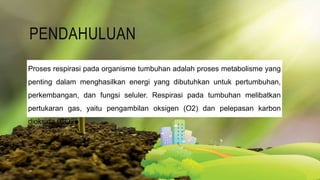 PENDAHULUAN
Proses respirasi pada organisme tumbuhan adalah proses metabolisme yang
penting dalam menghasilkan energi yang dibutuhkan untuk pertumbuhan,
perkembangan, dan fungsi seluler. Respirasi pada tumbuhan melibatkan
pertukaran gas, yaitu pengambilan oksigen (O2) dan pelepasan karbon
dioksida (CO2)
 