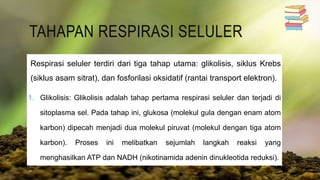 TAHAPAN RESPIRASI SELULER
Respirasi seluler terdiri dari tiga tahap utama: glikolisis, siklus Krebs
(siklus asam sitrat), dan fosforilasi oksidatif (rantai transport elektron).
1. Glikolisis: Glikolisis adalah tahap pertama respirasi seluler dan terjadi di
sitoplasma sel. Pada tahap ini, glukosa (molekul gula dengan enam atom
karbon) dipecah menjadi dua molekul piruvat (molekul dengan tiga atom
karbon). Proses ini melibatkan sejumlah langkah reaksi yang
menghasilkan ATP dan NADH (nikotinamida adenin dinukleotida reduksi).
 