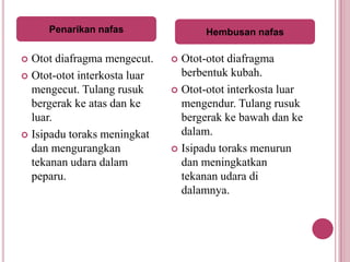Respirasi sel | PPT