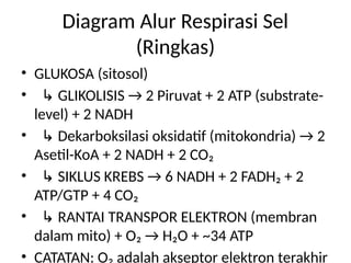 materi Respirasi Sel Asma kelas 12 biologi | PPTX