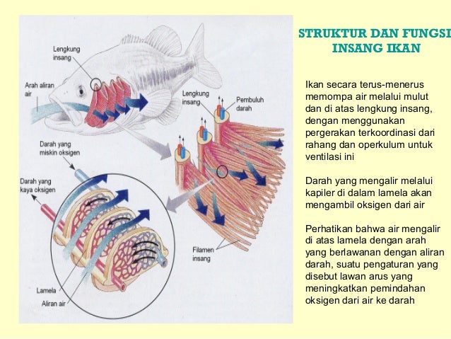 Sistem Respirasi 