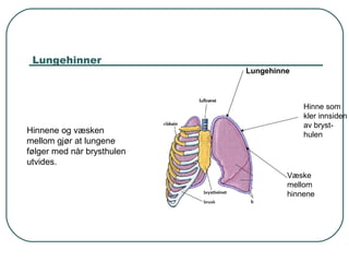 Lungehinner
Lungehinne
Hinne som
kler innsiden
av bryst-
hulen
Væske
mellom
hinnene
Hinnene og væsken
mellom gjør at lungene
følger med når brysthulen
utvides.
 