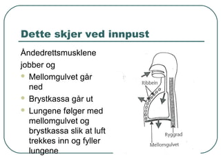 Dette skjer ved innpust
Åndedrettsmusklene
jobber og
 Mellomgulvet går
ned
 Brystkassa går ut
 Lungene følger med
mellomgulvet og
brystkassa slik at luft
trekkes inn og fyller
lungene
 