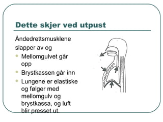 Dette skjer ved utpust
Åndedrettsmusklene
slapper av og
 Mellomgulvet går
opp
 Brystkassen går inn
 Lungene er elastiske
og følger med
mellomgulv og
brystkassa, og luft
blir presset ut.
 