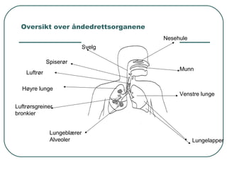 Oversikt over åndedrettsorganene
Nesehule
Munn
Svelg
Spiserør
Luftrør
Venstre lunge
Høyre lunge
Lungelapper
Luftrørsgreiner
bronkier
Lungeblærer
Alveoler
 