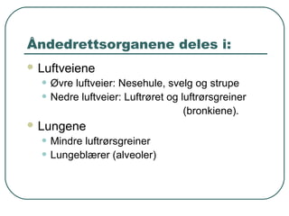 Åndedrettsorganene deles i:
 Luftveiene
• Øvre luftveier: Nesehule, svelg og strupe
• Nedre luftveier: Luftrøret og luftrørsgreiner
(bronkiene).
 Lungene
• Mindre luftrørsgreiner
• Lungeblærer (alveoler)
 