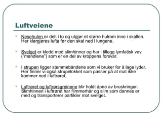 Luftveiene
 Nesehulen er delt i to og utgjør et større hulrom inne i skallen.
Her klargjøres lufta før den skal ned i lungene.
 Svelget er kledd med slimhinner og har i tillegg lymfatisk vev
(”mandlene”) som er en del av kroppens forsvar.
 I strupen ligger stemmebåndene som vi bruker for å lage lyder.
Her finner vi også strupelokket som passer på at mat ikke
kommer ned i luftrøret.
 Luftrøret og luftrørsgreinene blir holdt åpne av bruskringer.
Slimhinnen i luftrøret har flimmerhår og slim som dannes er
med og transporterer partikler mot svelget.
 