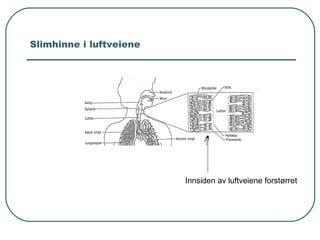 Slimhinne i luftveiene
Innsiden av luftveiene forstørret
 
