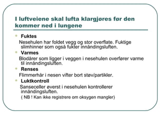I luftveiene skal lufta klargjøres før den
kommer ned i lungene
 Fuktes
Nesehulen har foldet vegg og stor overflate. Fuktige
slimhinner som også fukter innåndingsluften.
 Varmes
Blodårer som ligger i veggen i nesehulen overfører varme
til innåndingsluften.
 Renses
Flimmerhår i nesen vifter bort støv/partikler.
 Luktkontroll
Sanseceller øverst i nesehulen kontrollerer
innåndingsluften.
( NB ! Kan ikke registrere om oksygen mangler)
 