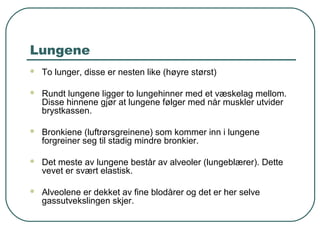 Lungene
 To lunger, disse er nesten like (høyre størst)
 Rundt lungene ligger to lungehinner med et væskelag mellom.
Disse hinnene gjør at lungene følger med når muskler utvider
brystkassen.
 Bronkiene (luftrørsgreinene) som kommer inn i lungene
forgreiner seg til stadig mindre bronkier.
 Det meste av lungene består av alveoler (lungeblærer). Dette
vevet er svært elastisk.
 Alveolene er dekket av fine blodårer og det er her selve
gassutvekslingen skjer.
 