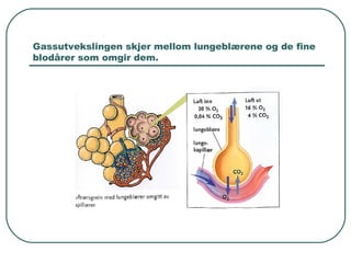 Gassutvekslingen skjer mellom lungeblærene og de fine
blodårer som omgir dem.
 