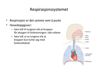 Respirasjonssystemet
• Respirasjon er det samme som å puste
• Hovedoppgaver:
– Føre luft til lungene slik at kroppen
får oksygen til forbrenningen i alle cellene
– Føre luft ut av lungene slik at
kroppen kan kvitte seg med
karbondioksid
 