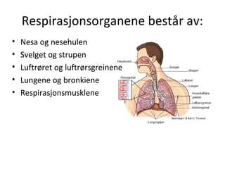 Respirasjonssystemet PPT respirasjonssystemet-ppt