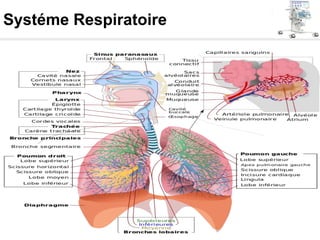 Systéme Respiratoire
 