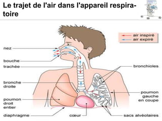 Le trajet de l'air dans l'appareil respira-
toire
 