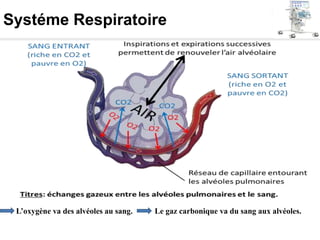 Systéme Respiratoire
L’oxygène va des alvéoles au sang. Le gaz carbonique va du sang aux alvéoles.
 